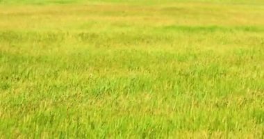 Rüzgarlı havalarda bozkır yeşil çimenlerin doğal arka planında Jack Russell Terrier son düzlemde