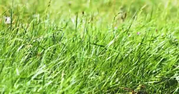 Background Green Field Grass Swaying Strong Wind Sunny Day World — Stockvideo