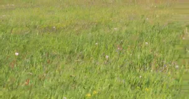 Green Tall Grass Sways Strong Wind Sunny Day World Environment — Vídeos de Stock