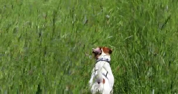 晴れた風の日に背の高い緑の草の鳥を探している幸せな若いラッセル テリア — ストック動画