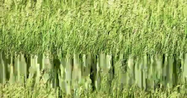 Steppe Grass Sways Wind Field — Wideo stockowe