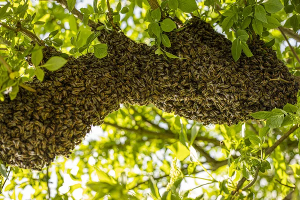 honey bee drone swarm flew out and stuck around tree branches, view from below against the sun