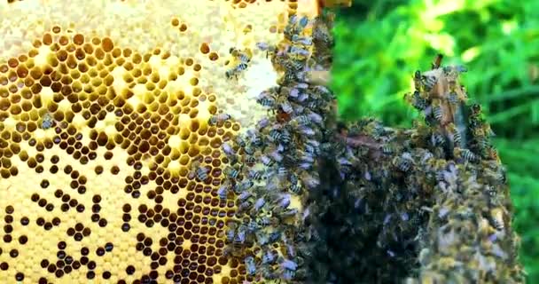 Zwerm Bijen Vloog Uit Korf Bedekte Het Frame Met Perkament — Stockvideo