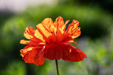 Güneşe karşı bulanık bir zemin üzerinde güneş tarafından aydınlatılan büyük kırmızı gelincik çiçeği.