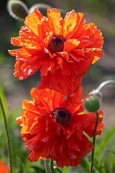 Güneş tarafından aydınlatılan iki güzel kırmızı gelincik çiçeği, üst manzara, dikey.