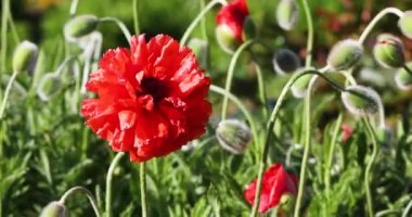  Güneşin aydınlattığı kırmızı gelincik çiçeği rüzgarda bulanık bir arka planda sallanıyor.