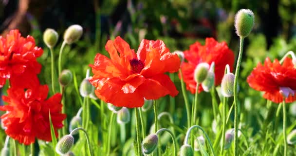 Red Blooming Poppy Flowers Sway Wind Sunny Warm Day — Stock Video