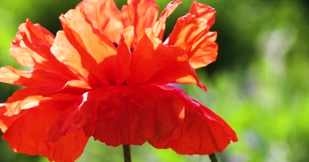 Όμορφο Κόκκινο Λουλούδι Παπαρούνας Κοντά Σύμβολο Της Μνήμης — Αρχείο Βίντεο
