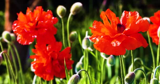 Gedenktag Rot Blühende Mohnblumen Wiegen Sich Wind — Stockvideo