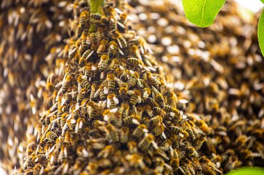 Yakın plan bal arısı sürüsü kovanın dışına uçtu ve bir ağaca oturdu, kırsal alanda arıcılık yapıyordu. Organik tarım. Apioterapi