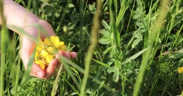 Zbieraj Żółte Płatki Kwiatów Jaskier Dłoni Dziecka Zielonej Trawie Świat — Wideo stockowe