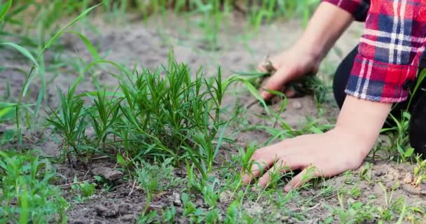 Dziewczyna Łzawiące Chwasty Ogrodzie Rękami Pomaga Pracy Farmie Domu Podczas — Wideo stockowe