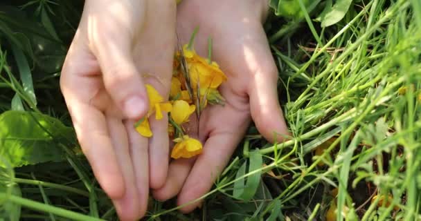 Petali Fiori Ranuncolo Gialli Sul Palmo Bambino Erba Verde Giornata — Video Stock