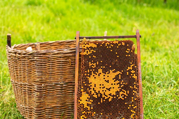 Close Basket Honeycombs Honey Catching Bee Hive Grass Apitherapy Countryside — Stock Photo, Image