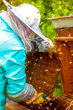 Koruyucu giysiler içindeki arı yetiştiricisi kırsalda, bir arı kovanında bir sepet ile bal arısı sürüsü fırçalıyor. Apioterapi