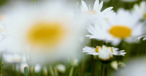 Blurred Abstract Background White Blooming Daisies Meadow Sunny Day Wildflowers — Stock Video