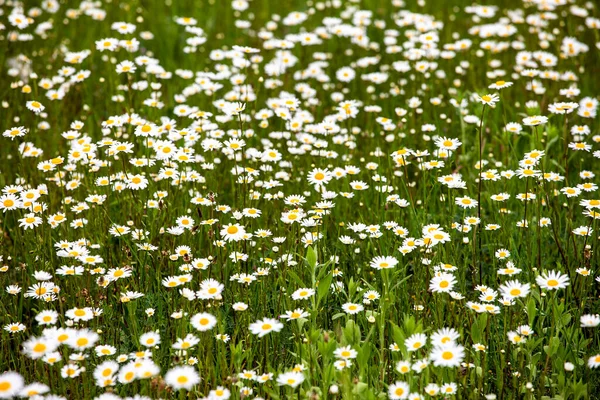 White Flowers Daisies Meadow Blurred Background Wildflowers — Stock Photo, Image