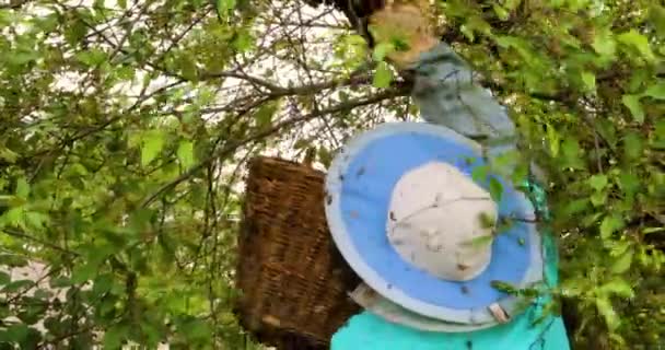 Bijenhouder Vangt Een Bijenzwerm Met Een Koningin Een Kers Met — Stockvideo