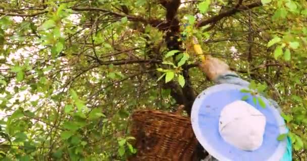 養蜂家は籠の中の桜の女王蜂と一緒に蜂の群れをキャッチし 木から蜂をブラッシングします グローブ田舎で養蜂してる 治療について — ストック動画