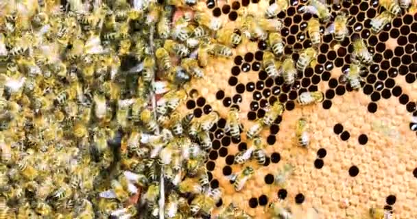 Beekeeper Shakes His Hand Honeycomb Honey Bees Hives Apitherapy — Stock Video