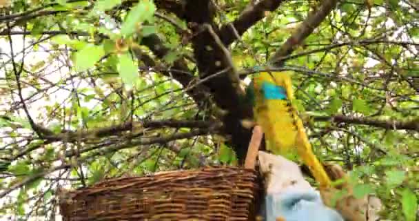 Imker Bürstet Einen Bienenschwarm Von Einem Kirschbaum Mit Einem Pinsel — Stockvideo