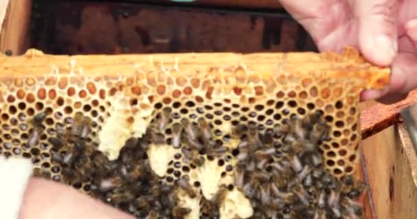 Pszczelarz Zrywa Plastry Miodu Plastra Miodu Rodziny Pszczół Ulu Pszczelarstwo — Wideo stockowe