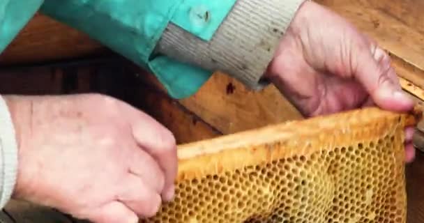 Imker Schüttelt Seine Hand Mit Einer Wabe Mit Honigbienen Den — Stockvideo