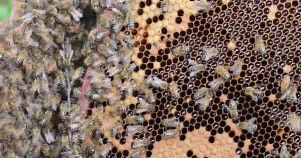 蜂の群れの近くに蜂の巣と羊皮紙の女王蜂がいる 田舎で養蜂してる 治療について — ストック動画