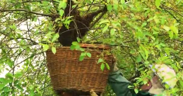 Пчеловод Тасует Вылетевший Рой Пчел Королевой Пчелой Корзину Дерева Защитной — стоковое видео