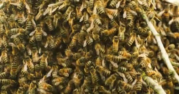 Zbliżenie Rój Pszczół Królową Siedzi Cienkiej Gałęzi Drzewa Apiterapia Wiejskie — Wideo stockowe