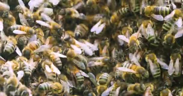 Primer Plano Enjambre Abejas Con Una Reina Sienta Una Perla — Vídeo de stock