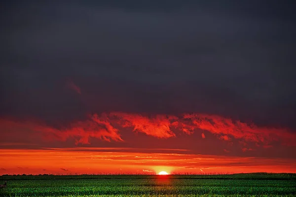 Ostatnie Promienie Słońca Horyzoncie Zielonym Polu Pszenicy Letni Zachód Słońca — Zdjęcie stockowe