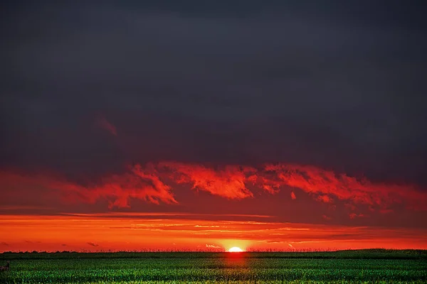 Derniers Rayons Soleil Sur Horizon Dans Champ Blé Vert Coucher — Photo