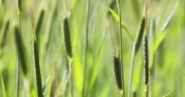 밭에서 바람에 흔들리는 물갈퀴의 줄기를 가까이 것이다 농사짓기 미래의 세계적 — 비디오