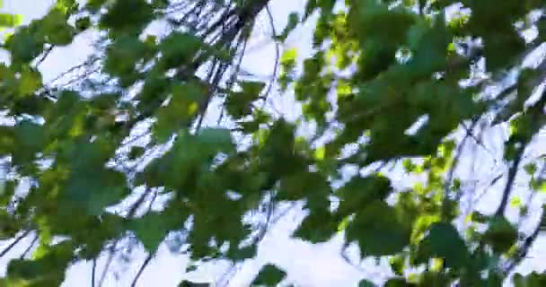 Ágak Zöld Nyírfa Levelek Lengenek Szél Árnyékban Felé Kilátás Alulról — Stock videók