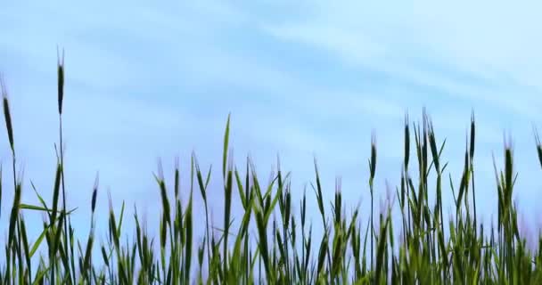 Výhonky Mladých Ovesných Vloček Pozadí Modré Oblačné Oblohy Houpají Větru — Stock video