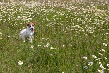Tatlı Jack Russell Terrier köpeği. Dili dışarıda güneşli bir yaz gününde papatyalarla bir tarlada oturuyor.