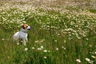 Tatlı Jack Russell Terrier köpeği. Dili dışarıda güneşli bir yaz gününde papatyalarla bir tarlada oturuyor.