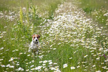 Genç Jack Russell Terrier, tuzlu bir yaz gününde sağ kulağı papatyalarla kaplı bir tarlada oturuyor.