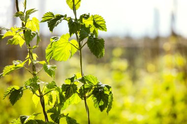 Zıpzıp tarlasında çiftçilik yapan gençlerin yakın çekim yaprakları.
