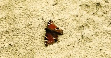 Güzel kelebek Aglais Io kanatlarını kuma açıp...