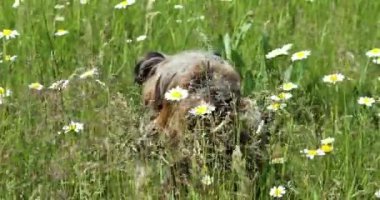 Dili dışarıda, sıcak bir yaz gününde papatyalarla dolu bir tarlada oturan yaşlı Yorkvari teriyer.