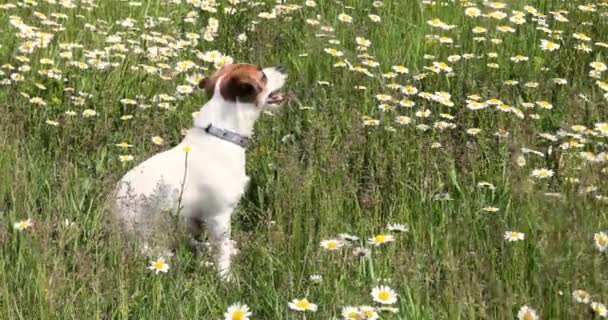Bonito Jack Russell Terrier Filhote Cachorro Com Língua Pendurado Campo — Vídeo de Stock