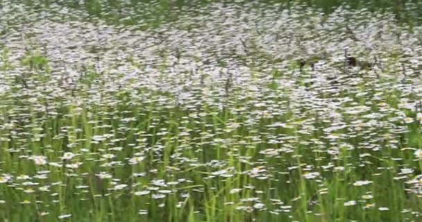 Yorkie Terrier Runs Field Tall Daisies Hot Summer Day — Stock Video