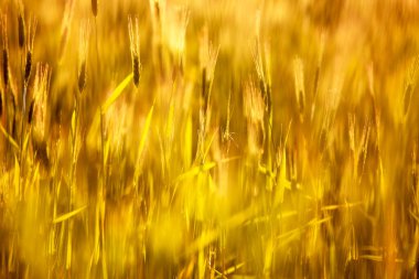 Akşam tarlasında genç buğday kulaklarının bulanık arka planı, suya karşı.