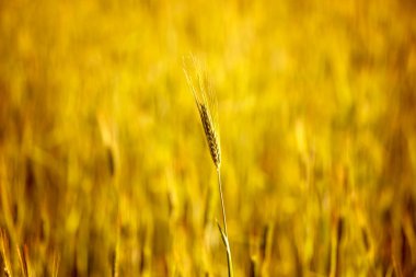 Bulanık tarla arka planında genç bir buğday kulağı, dünya krizi. Tarım