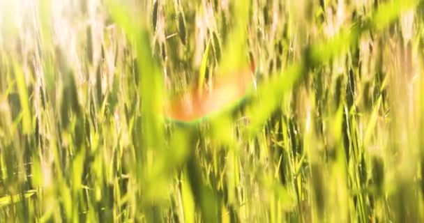 Detailní Abstraktní Pozadí Nezralou Pšenicí Oranžovým Zblízka Zvýrazněním Proti Slunci — Stock video