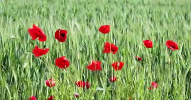 Red Field Poppies Field Wheat Sunny Summer Day Sway Wind — Stock Video