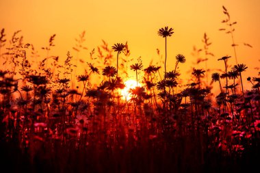 Ufkun arkasında gün batımı Papatyalarla dolu bir tarlada, akşam vakti