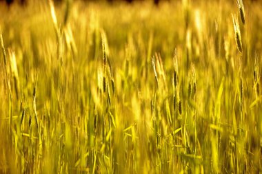 Akşam tarlasında genç buğday kulaklarının bulanık arka planı, suya karşı.